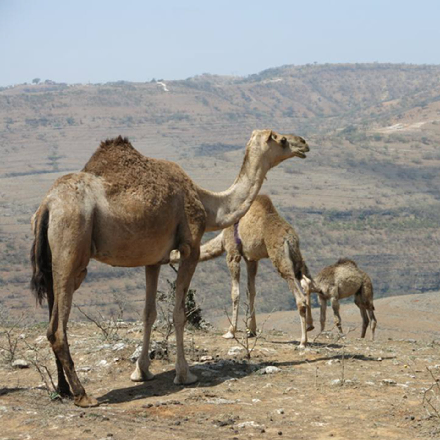 Avsnitt 14: Nizwa, Salalah och till sjöss