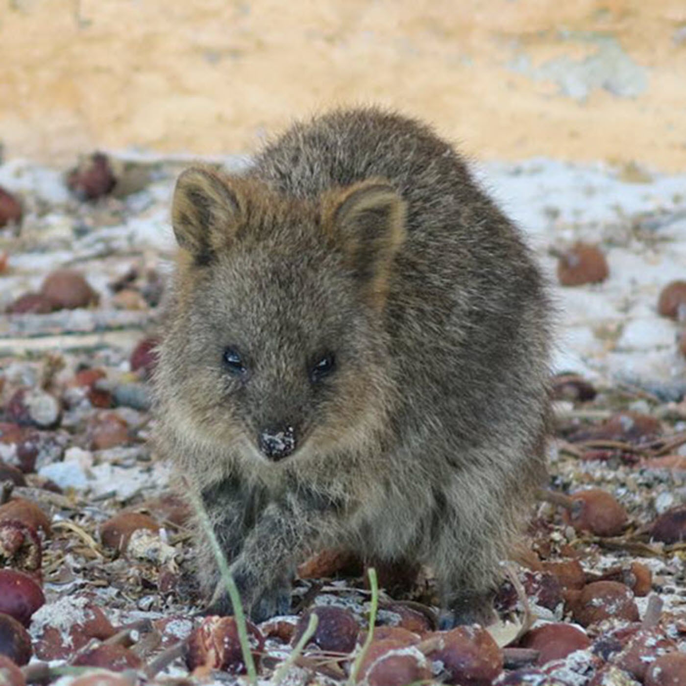 Avsnitt 9: Rottnest Island